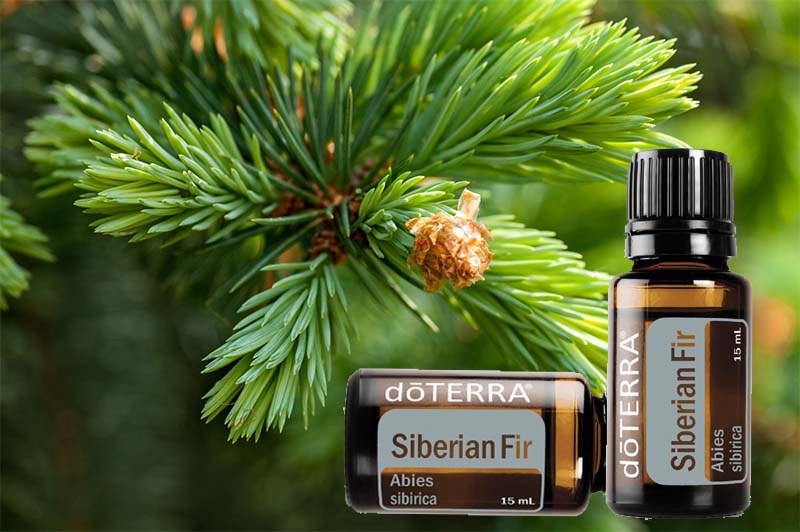 doterra Szibériai fenyő